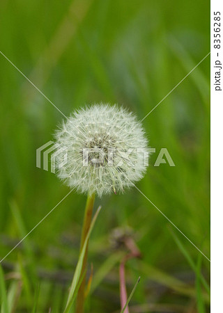 光を浴びたタンポポの綿毛 8356285