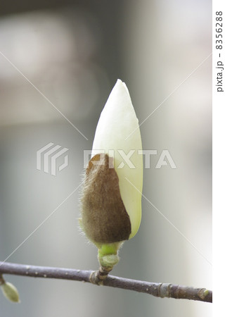 早春に咲く純白の辛夷の花 早春に咲く純白の辛夷の花 8356288