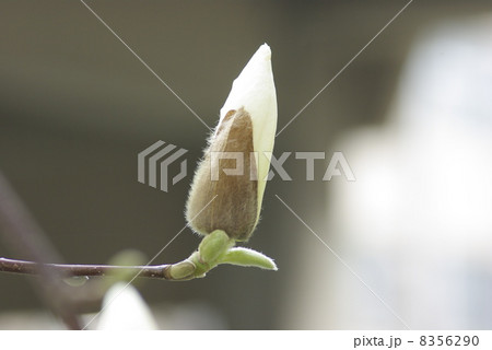 早春に咲く純白の辛夷の花 8356290