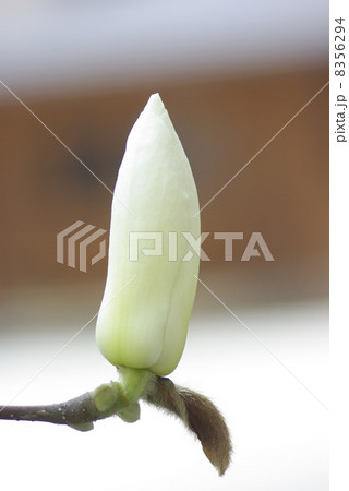 早春に咲く純白の辛夷の花 8356294