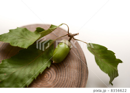 ドングリと葉 8356622