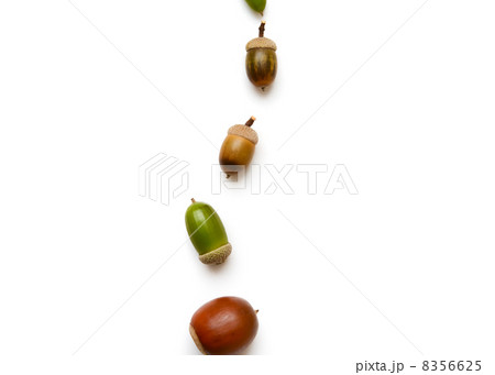 どんぐり 8356625