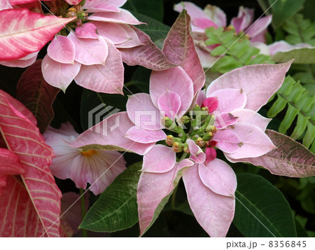 ポインセチア・ルビーフロスト ポインセチア・ルビーフロスト 8356845