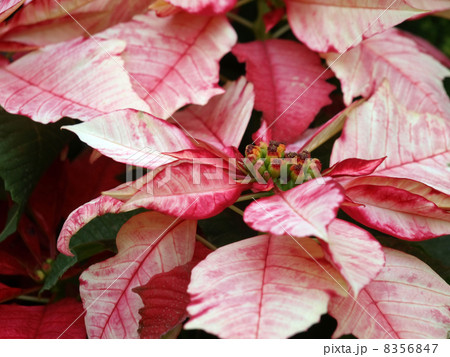 ポインセチア・ルビーフロスト ポインセチア・ルビーフロスト 8356847