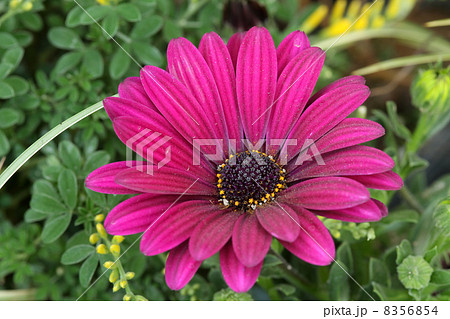 オステオスペルマム オステオスペルマム 8356854