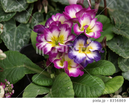 プリムラ・ジュリアン 8356869