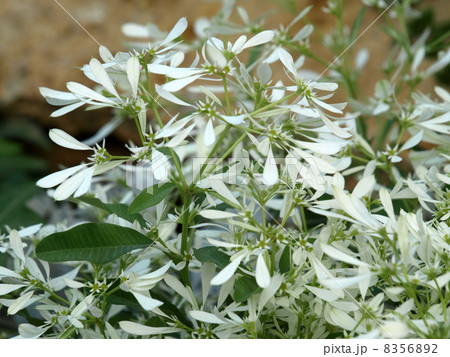 ユーフォルビア・シラユキヒメ 8356892