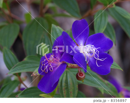 ノボタン ノボタン 8356897