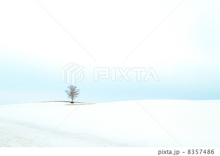 雪どけまじかの丘 8357486