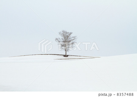 雪どけまじかの丘 雪どけまじかの丘 8357488