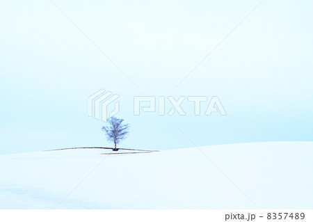 雪どけまじかの丘 雪どけまじかの丘 8357489