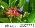 彼岸花とクロアゲハ 8357775