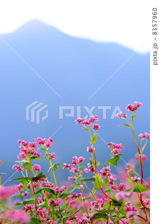 赤そばの花 赤そばの花 8357960