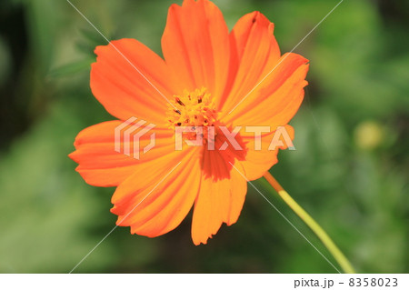 キバナコスモス キバナコスモス 8358023