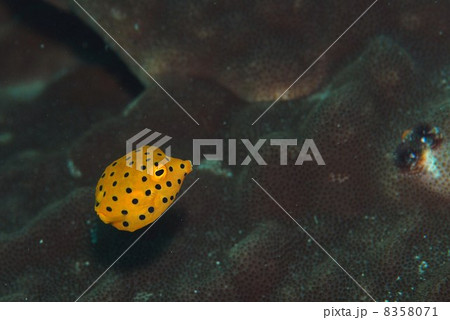 ミナミハコフゴの幼魚 8358071