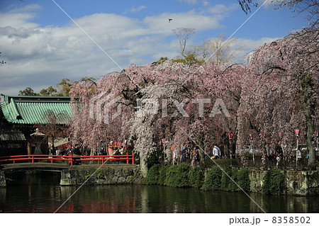 三嶋大社桜4 三嶋大社桜4 8358502