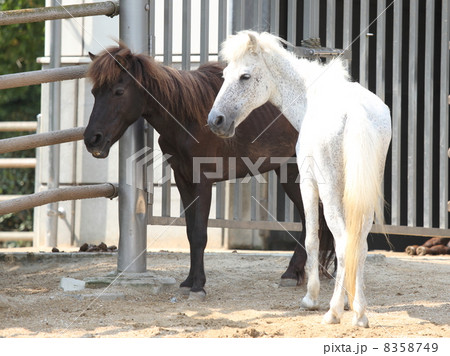 野間馬 野間馬 8358749