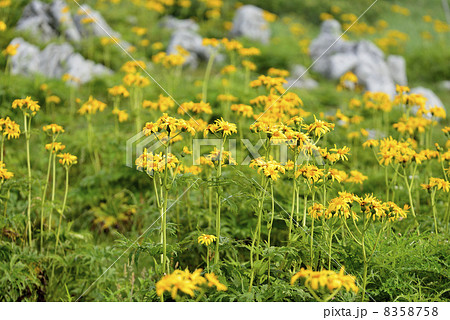 ハンカイソウ 8358758