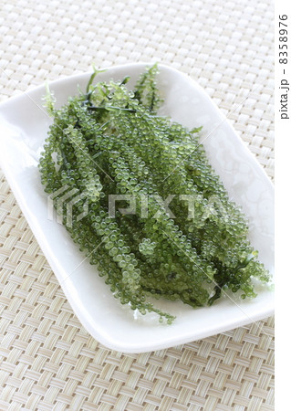 うみぶどう うみぶどう 8358976