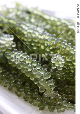 うみぶどう うみぶどう 8358978