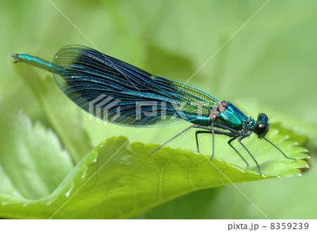 Dragonfly Calopteryx splendens Dragonfly Calopteryx splendens 8359239