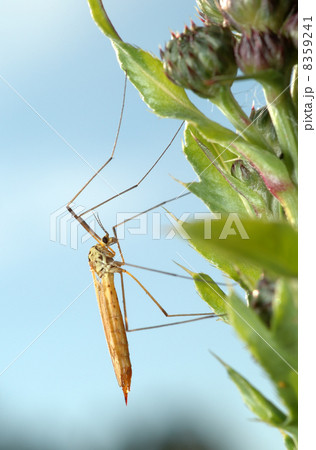 Mosquito crane-fly Mosquito crane-fly 8359241