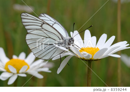 Butterfly on a flower. 8359244