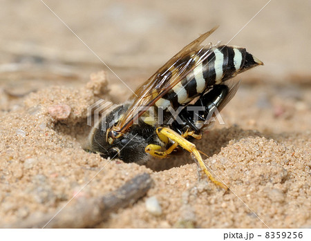 Wasp Bembex rostratus with prey 8359256