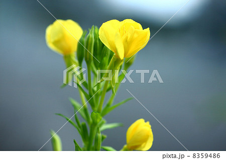 マツヨイグサの花 マツヨイグサの花 8359486