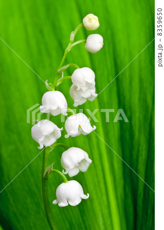 Beautiful lily-of-the-valley flower 8359650