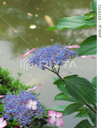 紫陽花 8359701