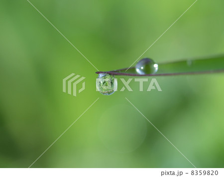 朝露のクローズアップ 8359820
