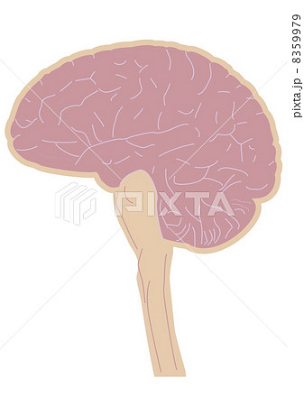 脳 脳 8359979