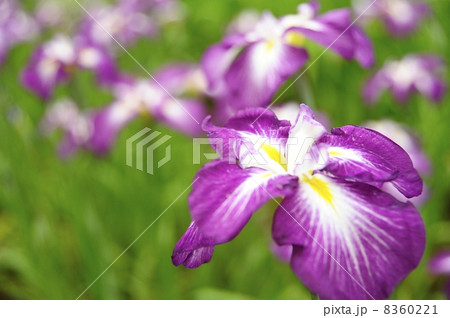 花菖蒲 8360221