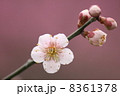 紅葉 8361378