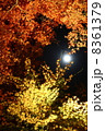 紅葉と月 8361379