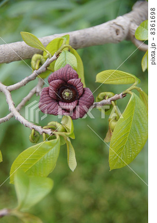 ポーポーの花 ポーポーの花 8361698