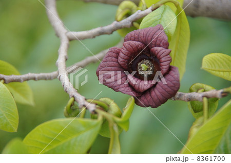 ポーポーの花 ポーポーの花 8361700