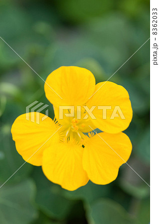 ナスタチウム 8362033