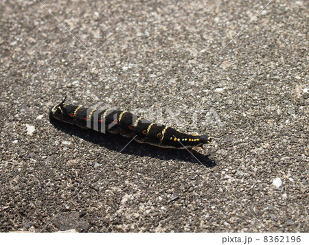 セスジスズメの幼虫 8362196