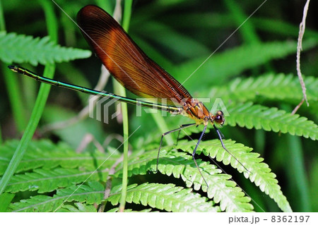 カワトンボ 8362197