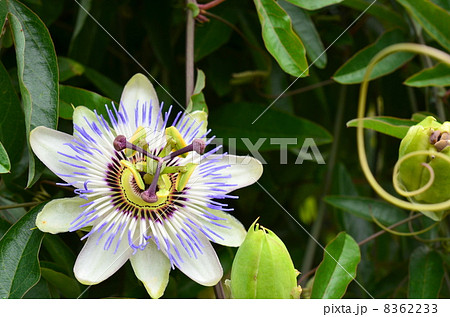 トケイソウ 8362233