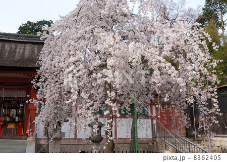 斎場所大元宮 幽斎桜 斎場所大元宮 幽斎桜 8362405