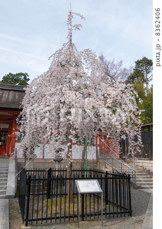 斎場所大元宮 幽斎桜 斎場所大元宮 幽斎桜 8362406
