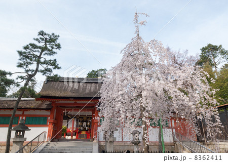 斎場所大元宮 幽斎桜 斎場所大元宮 幽斎桜 8362411