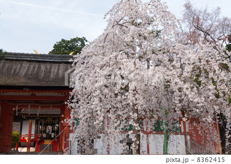 斎場所大元宮 幽斎桜 斎場所大元宮 幽斎桜 8362415