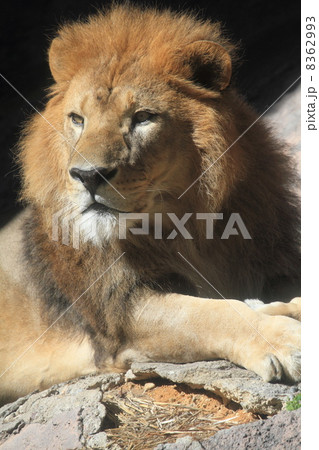百獣の王 ライオン 百獣の王 ライオン 8362993
