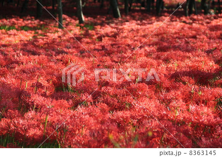 曼珠沙華 曼珠沙華 8363145