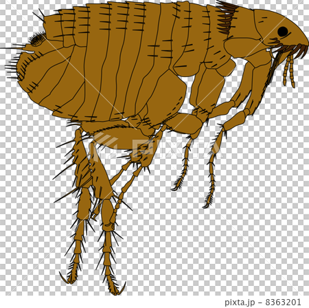 ノミのイラスト素材 631