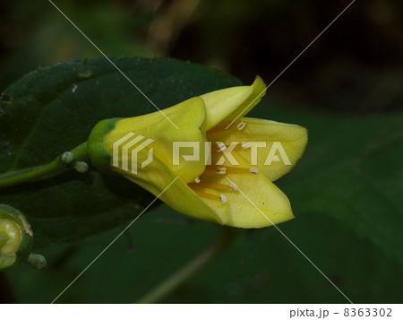 キレンゲショウマ キレンゲショウマ 8363302